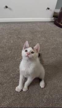 Phoebe -  Domestic Short Hair Cat for Adoption in Yardley, Pennsylvania - Phoebe | PetCurious