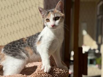 Rescue Domestic Short Hair Cats for Adoption in Hollister, California - Tiana | PetCurious