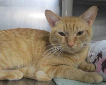 Marmalade -  Domestic Short Hair Cat for Adoption in Brockton, Massachusetts - Marmalade | PetCurious