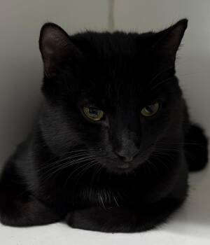 Luke -  Domestic Short Hair Cat for Adoption in Mansfield, Connecticut - Luke | PetCurious