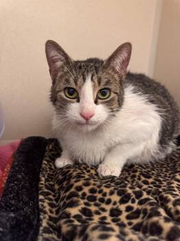 Karma -  Domestic Short Hair Cat for Adoption in Hackensack, Minnesota - Karma | PetCurious