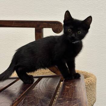Worcaster -  Domestic Short Hair Cat for Adoption in Hawthorne, California - Worcaster | PetCurious