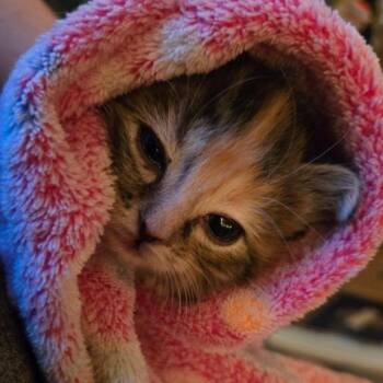 Katia McGuire -  Domestic Short Hair Cat for Adoption in Eagle Mountain, Utah - Katia McGuire | PetCurious
