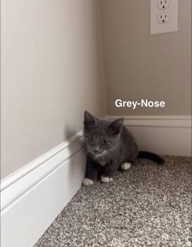 Grey Nose -  Domestic Short Hair Cat for Adoption in Clarksville, Tennessee - Grey Nose | PetCurious