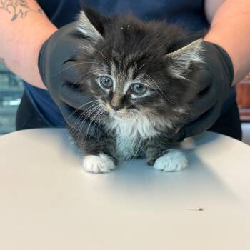 Domestic Medium Hair Cats Available for Adoption in Huntington, West Virginia - Celeste | PetCurious