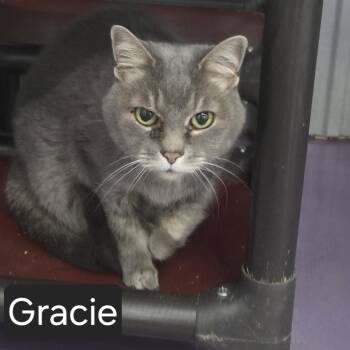 Gracie -  Domestic Short Hair Cat Available for Adoption in Snow Hill, North Carolina - Gracie | PetCurious