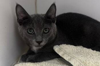Gray 4 months -  Domestic Short Hair Cat for Adoption in Sterling, Massachusetts - Gray 4 Months | PetCurious