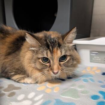 Belle -  Domestic Short Hair Cat for Adoption in Titusville, Florida - Belle | PetCurious