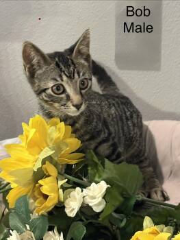 Domestic Short Hair and Tiger Cats Available for Adoption in Palm City, Florida - Bob | PetCurious