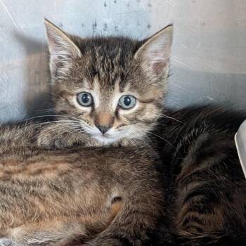 Domestic Short Hair Cats Available for Adoption in Jefferson City, Tennessee - Dixie | PetCurious