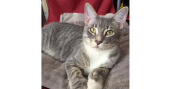 Rescue Domestic Short Hair and Tabby Cats for Adoption in Dallas, Texas - Kilo | PetCurious