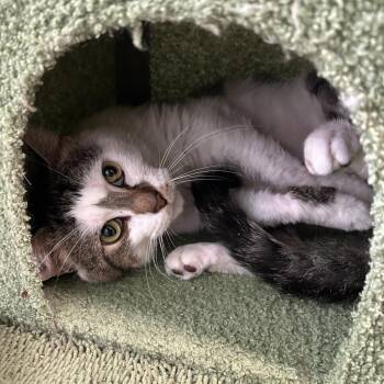 Finnegan -  Domestic Short Hair Cat for Adoption in Muncie, Indiana - Finnegan | PetCurious