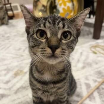 Rescue Domestic Short Hair Cats for Adoption in Maple Shade, New Jersey - Ivy And Willow (BONDED PAIR) | PetCurious