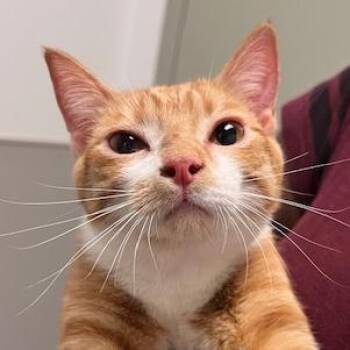 Domestic Short Hair Cats Available for Adoption in Pittsburgh, Pennsylvania - Daisy | PetCurious