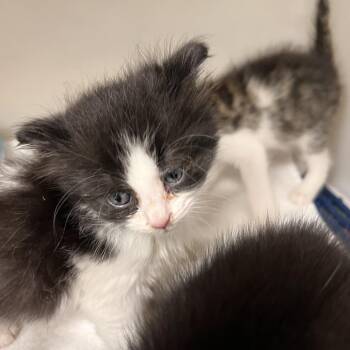 Scotia -  Domestic Short Hair Cat for Adoption in Harrisonburg, Virginia - Scotia | PetCurious