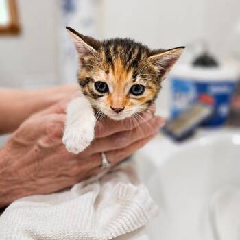 Nessa -  Domestic Short Hair Cat for Adoption in Houston, Texas - Nessa | PetCurious