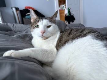 Rescue Domestic Short Hair Cats for Adoption in New York, New York - Mittens | PetCurious