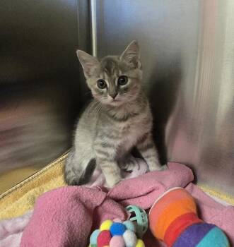 Nixie -  Domestic Short Hair Cat for Adoption in Dickson, Tennessee - Nixie | PetCurious