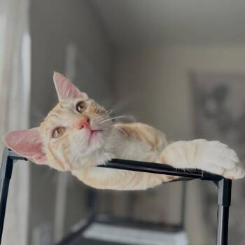 Rescue Domestic Short Hair Cats for Adoption in Santa Ana, California - Mango | PetCurious