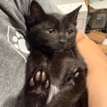 Imogen Heap -  Domestic Short Hair Cat for Adoption in Chattanooga, Tennessee - Imogen Heap | PetCurious