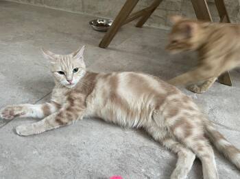 Rescue Domestic Short Hair Cats for Adoption in Franklin Township, New Jersey - Sophia, The Wisest Green Eyed Girl | PetCurious