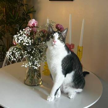 American Shorthair Cats Available for Adoption in Tampa, Florida - Dre | PetCurious