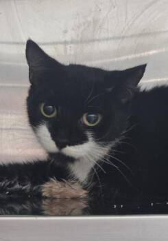 Remi -  Domestic Short Hair Cat for Adoption in Webster, Massachusetts - Remi | PetCurious
