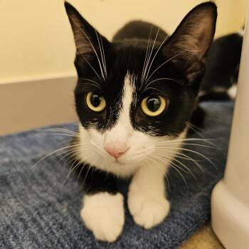 Lady -  Domestic Short Hair Cat for Adoption in Burlington, Ontario - Lady | PetCurious