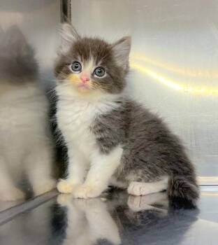 Brody -  Domestic Medium Hair Cat for Adoption in Murray, Kentucky - Brody | PetCurious