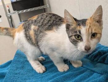 Domestic Short Hair Cats Available for Adoption - Lilikoi | PetCurious