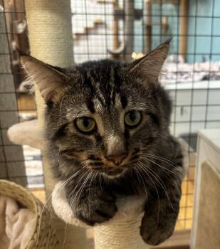 Rescue Domestic Medium Hair Cats for Adoption in Whittier, California - Gunner | PetCurious