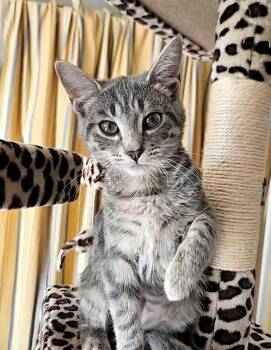 Aspen -  Domestic Short Hair Cat for Adoption in Evans City, Pennsylvania - Aspen | PetCurious