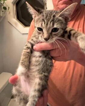 92818a Cola-PetSmart West Ashley -  Domestic Short Hair Cat for Adoption in North Charleston, South Carolina - 92818a Cola-PetSmart West Ashley | PetCurious
