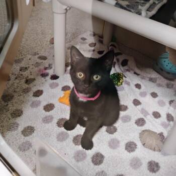 Dorothy -  Domestic Short Hair Cat for Adoption - Dorothy | PetCurious