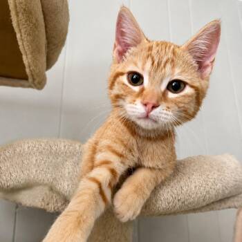 Cheddar -  American Shorthair Cat for Adoption in Gulfport, Mississippi - Cheddar | PetCurious