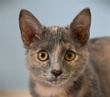 REESES PIECES -  Domestic Short Hair Cat for Adoption in Loveland, Colorado - REESES PIECES | PetCurious