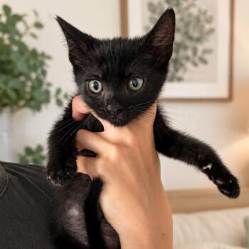 Shadow (Orange) -  Domestic Short Hair Cat for Adoption in Tustin, California - Shadow (Orange) | PetCurious