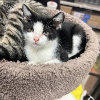 Rescue Domestic Short Hair Cats for Adoption in Palmetto, Florida - Tickles (preadopt Pending Spay) | PetCurious