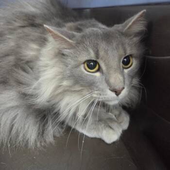 louie -  Domestic Long Hair Cat for Adoption in Madisonville, Kentucky - Louie | PetCurious