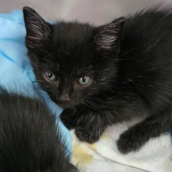 Domestic Short Hair Cats Available for Adoption in Chapel Hill, North Carolina - Vader | PetCurious