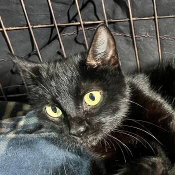 Bonnie -  Domestic Short Hair Cat for Adoption in Houston, Texas - Bonnie | PetCurious