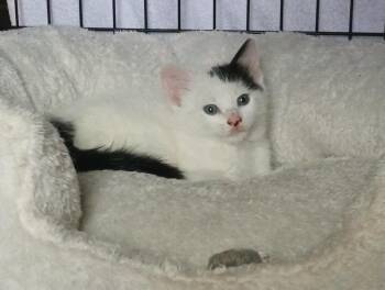 Domestic Short Hair Cats Available for Adoption in San Antonio, Texas - Dot | PetCurious