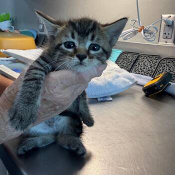 Penne -  Domestic Short Hair Cat for Adoption in Ponca City, Oklahoma - Penne | PetCurious