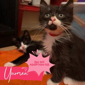 Winston & Yurman -  Domestic Long Hair Cat for Adoption in Chattanooga, Tennessee - Winston & Yurman | PetCurious
