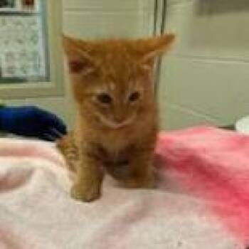 Koji -  Domestic Short Hair Cat for Adoption in Murray, Utah - Koji | PetCurious