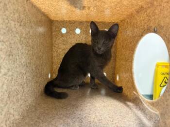 MAHLAB -  Domestic Short Hair Cat for Adoption in Antioch, California - MAHLAB | PetCurious