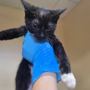 Blossom -  Domestic Short Hair Cat for Adoption in Corinth, Mississippi - Blossom | PetCurious