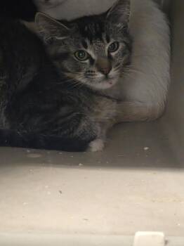 Oz -  Domestic Short Hair Cat for Adoption in Salmon, Idaho - Oz | PetCurious