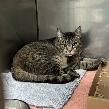 Rescue Domestic Short Hair Cats for Adoption in Lyndhurst, Virginia - Gossamer | PetCurious