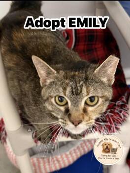 Tabby and Calico Cats Available for Adoption in Bolivia, North Carolina - Emily | PetCurious